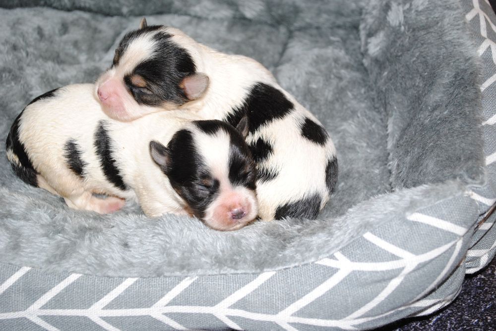 Малята біверята до Нового Року