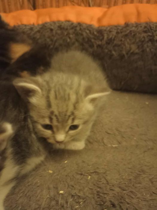 Котята в добрі руки хлопчики та дівчата стерилізація безкоштовна