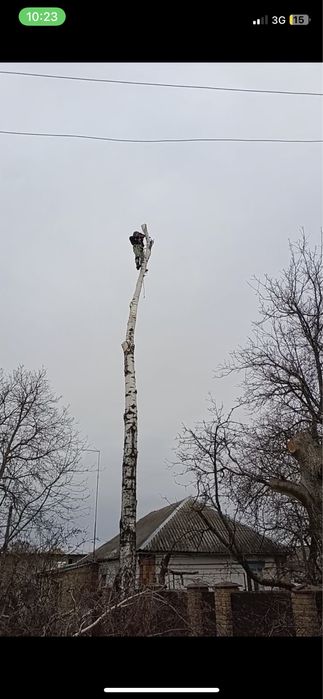 Професійна валка дерев зріз дерев кронація