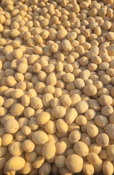 Ziemniaki Riviera, Arrow, Queen Anne, Catania, po centrali 35-50