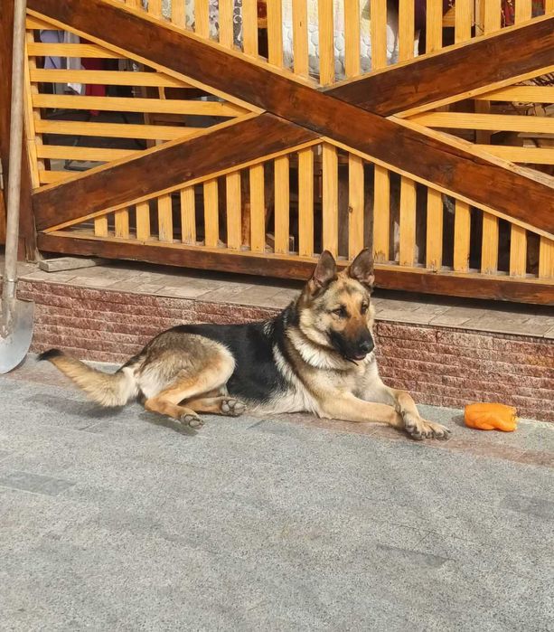 цуценята німецької вівчарки