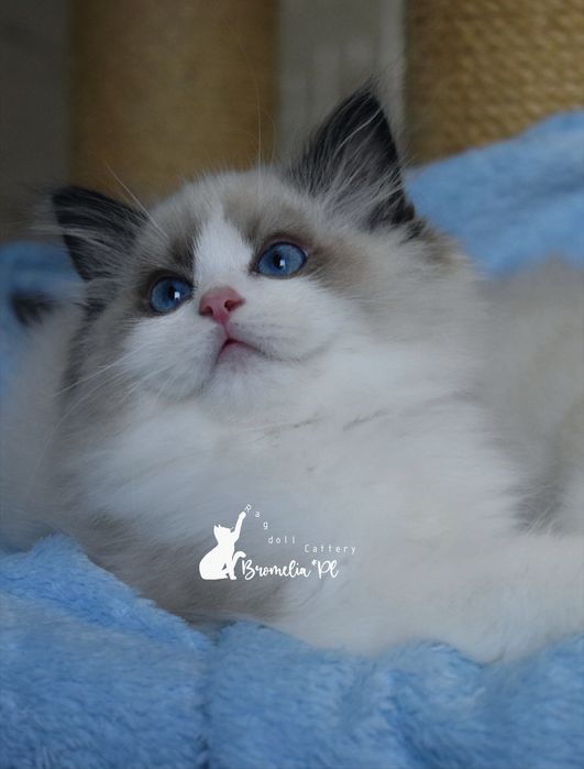 Kocurek Ragdoll seal bicolur