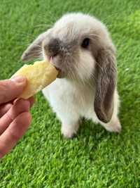 Mini lop karzełek Teddy hodowla zarejestrowana