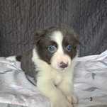 Border Collie suczka niebiesko-biała