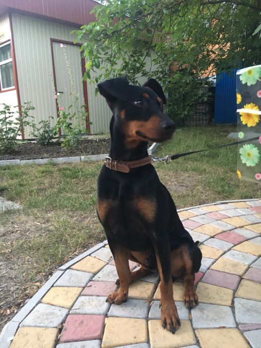 Німецький пінчер