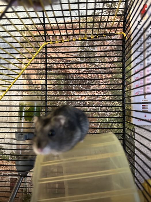 Продам хомяка джунгарика, хомяки джунгарики, джунгарський хомяк