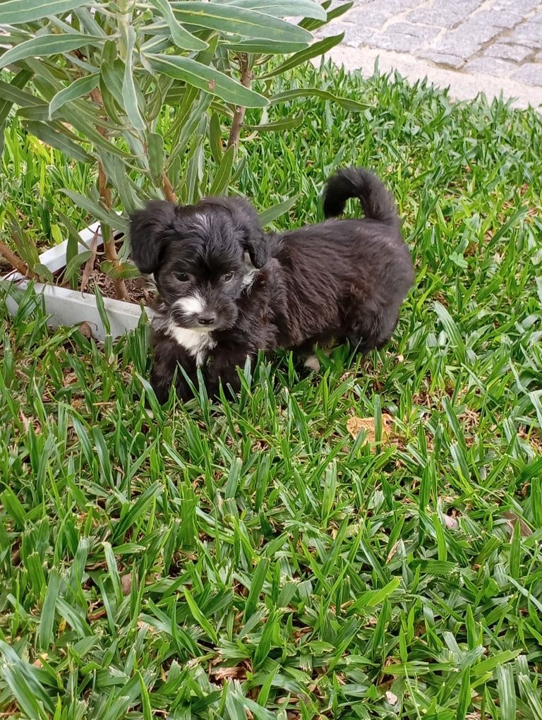 Fêmea Bichon Maltês traçado