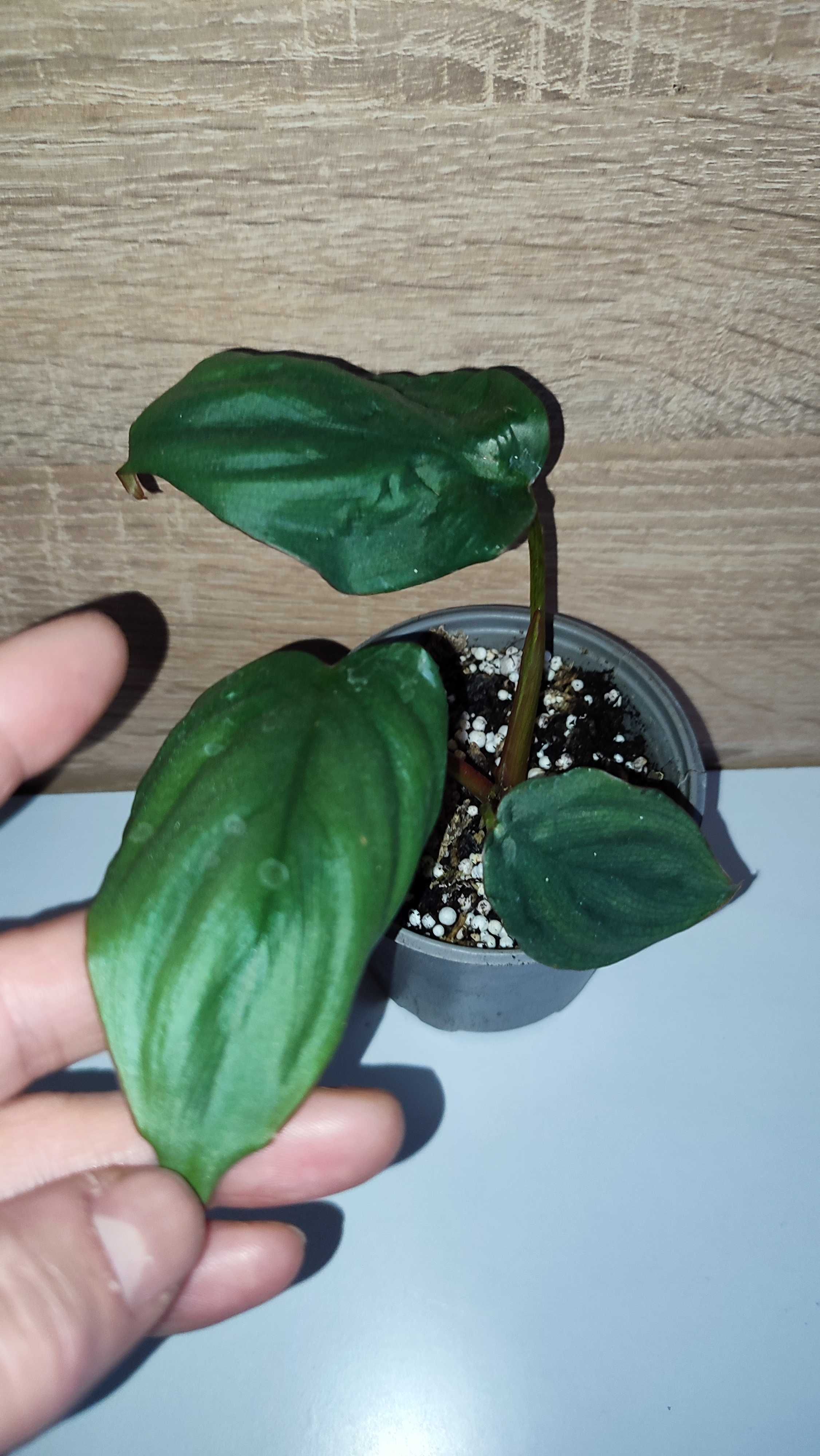 Filodendron, philodendron Colo