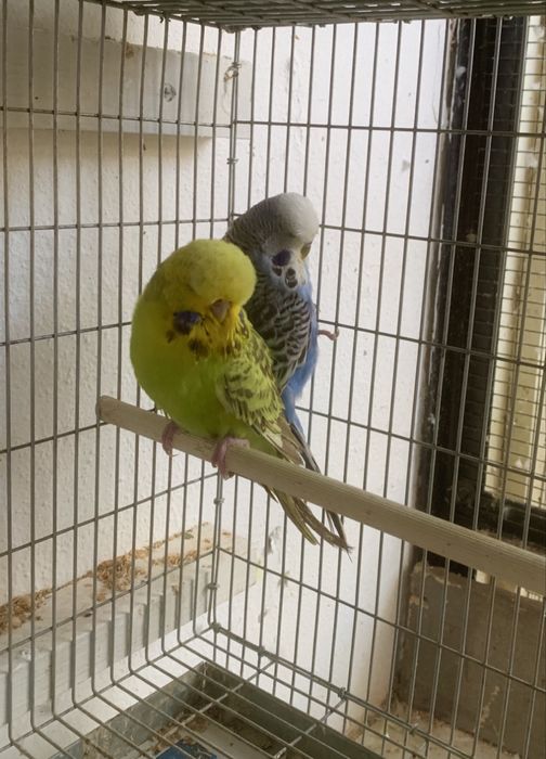 Casal piriquito ingles