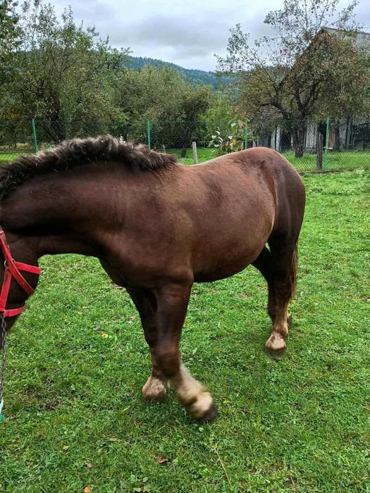 Szprzedam ogierki zimnokrwiste 1,5