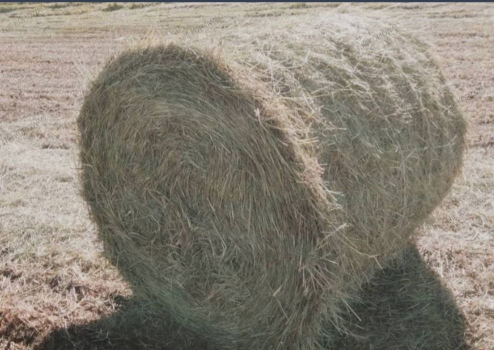 Siano podsciałowe słome sprzedam