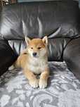 Shiba inu szczenię ZKWP FCI doskonały rodowód