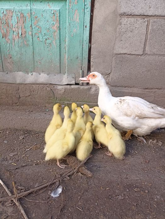 Продам індокаченят німецької лінії