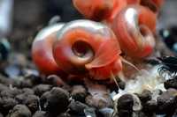 Zatoczki różowe ślimaki do czyszczenia akwarium