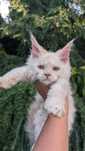Kocurek jasny kremowy Maine Coon.Zapraszamy