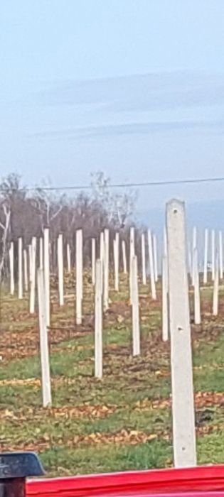 Sprzedam słupki betonowe sadownicze lub ogrodzeniowe