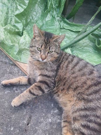 Znaleziono kota okolice Santoczna