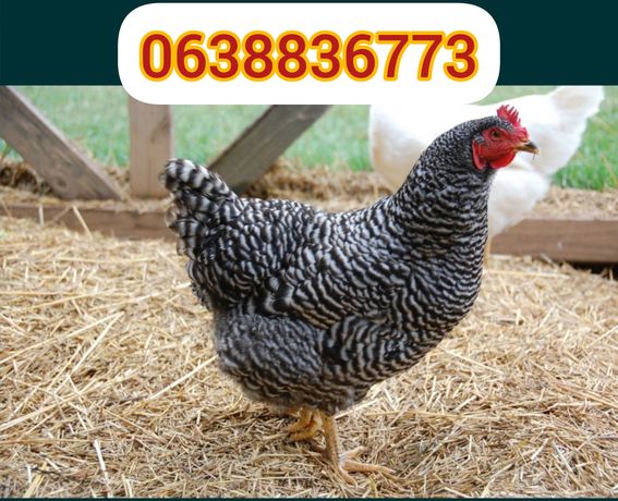 Продам цыплят доминантд959 ломан Браун