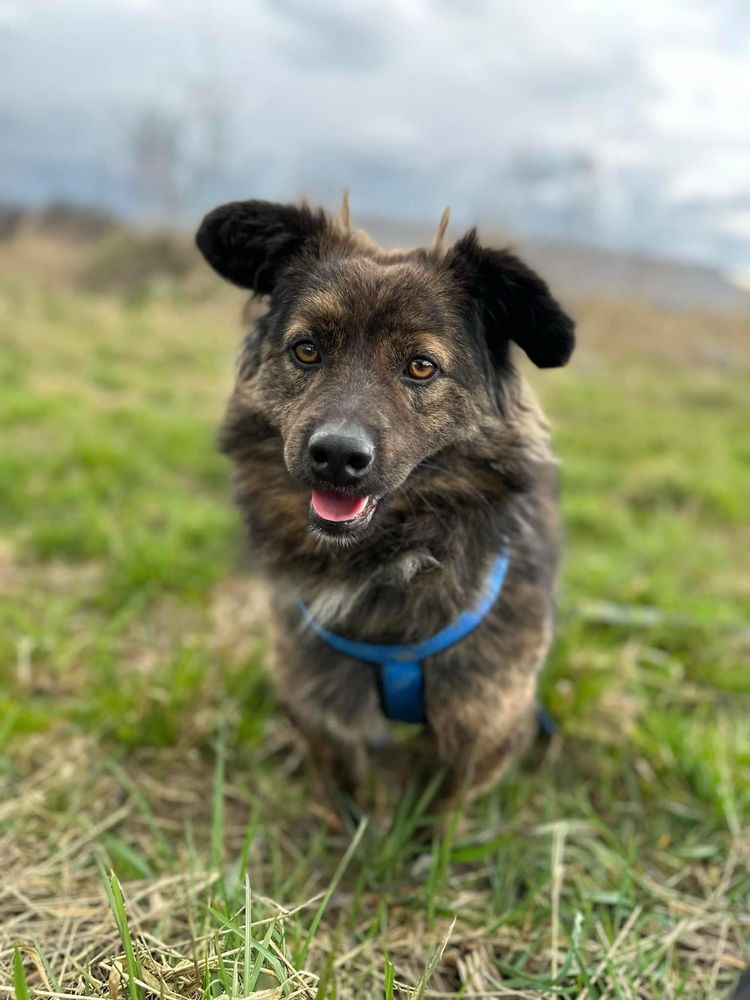 Regi szuka domu! Slodki pies, adopcja