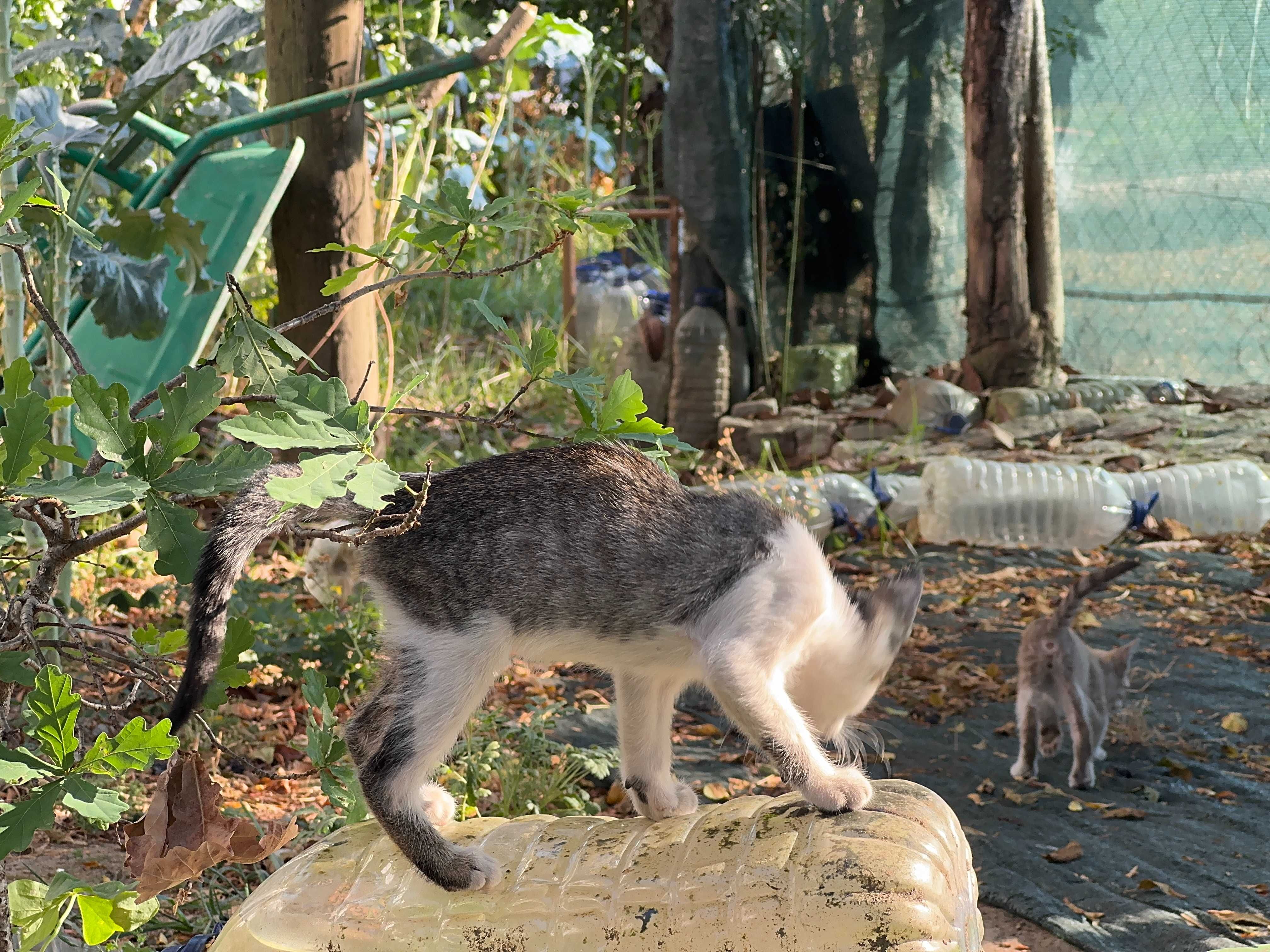 Gatos para adoção