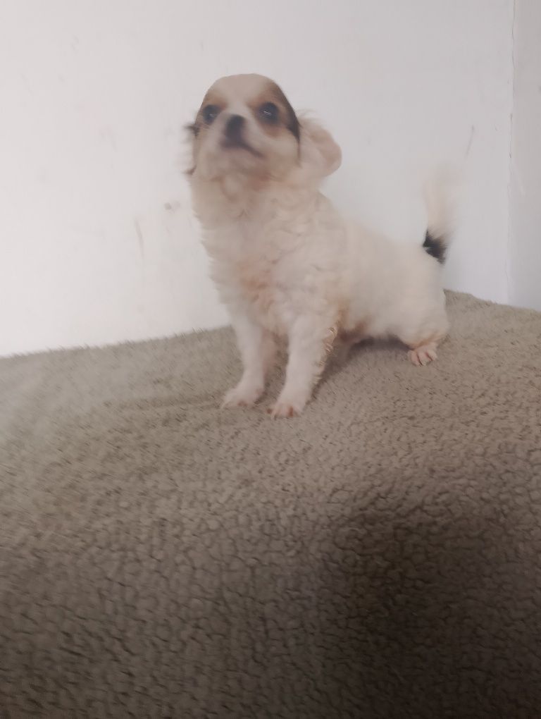 Chihuahua piesek długowłosy biały ze znaczeniami