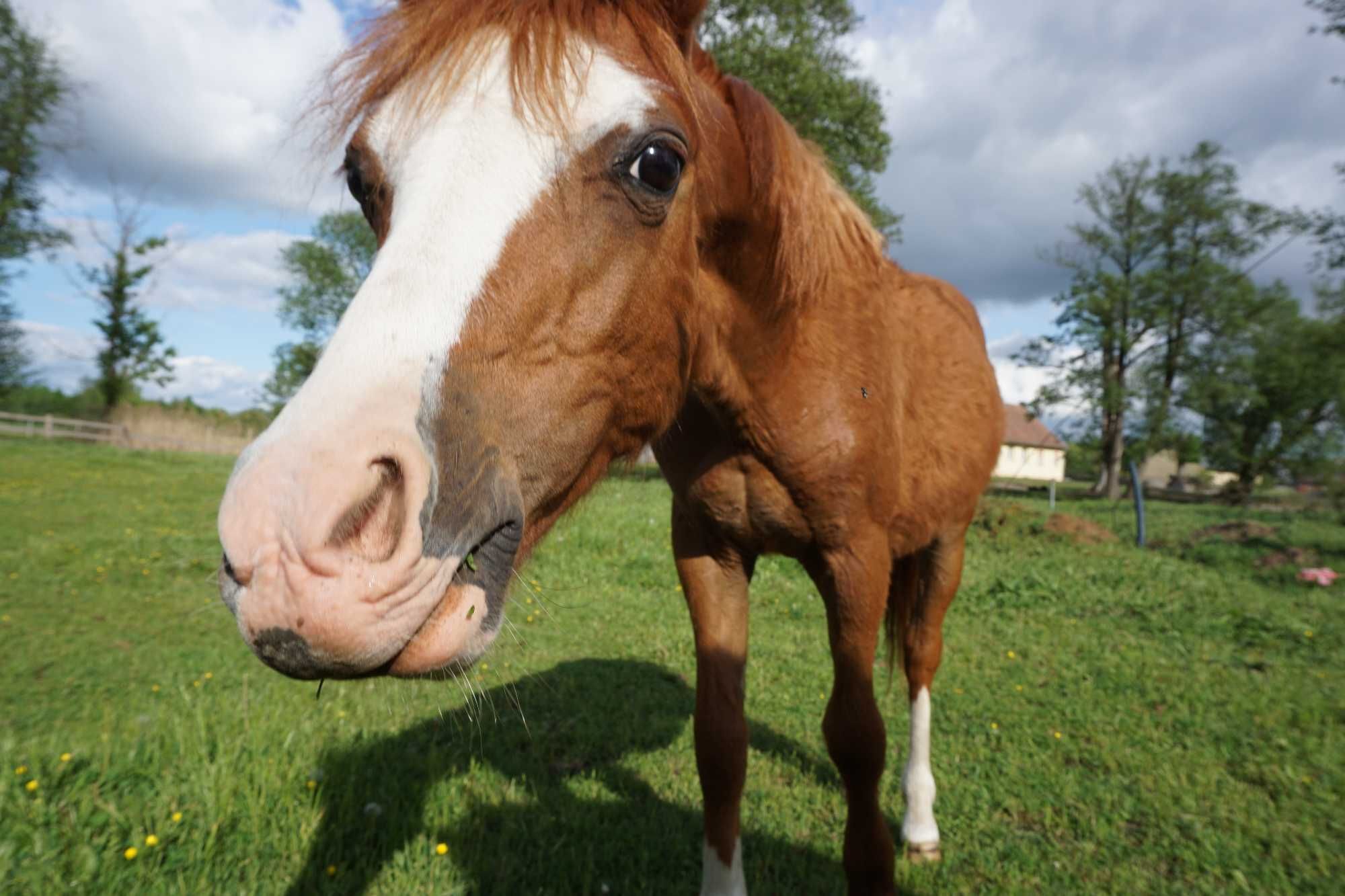 kuc walijski ‼️ 2 lata ‼️ WELSH COB PONY kucyk MEGA GŁOWA dla dzieci