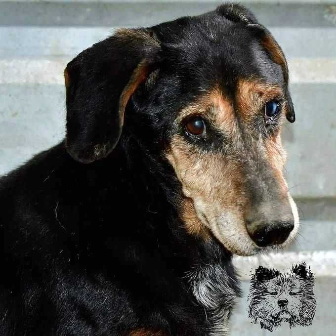 Astor - jamnikowaty starszy pies do adopcji