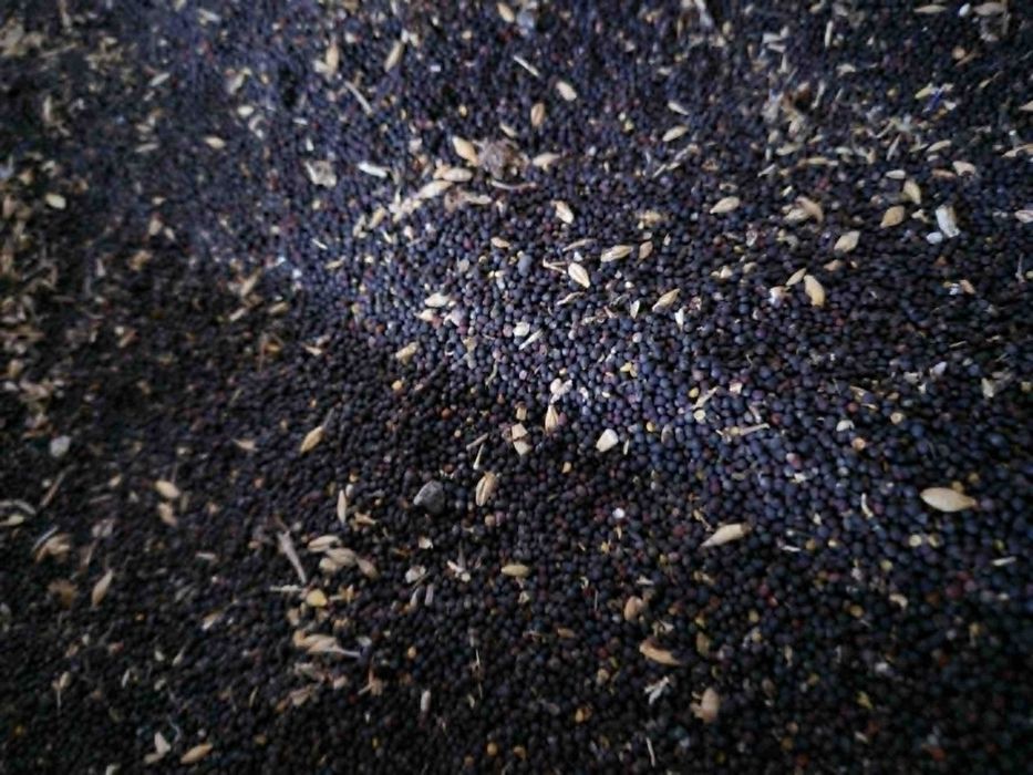 sprzedam rzepak pomieszany z jęczmieniem