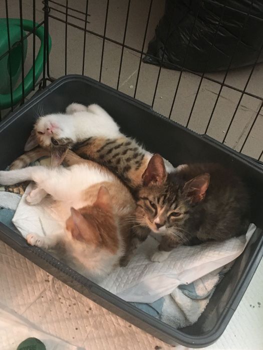 5 miesieczne kotki do adopcji
