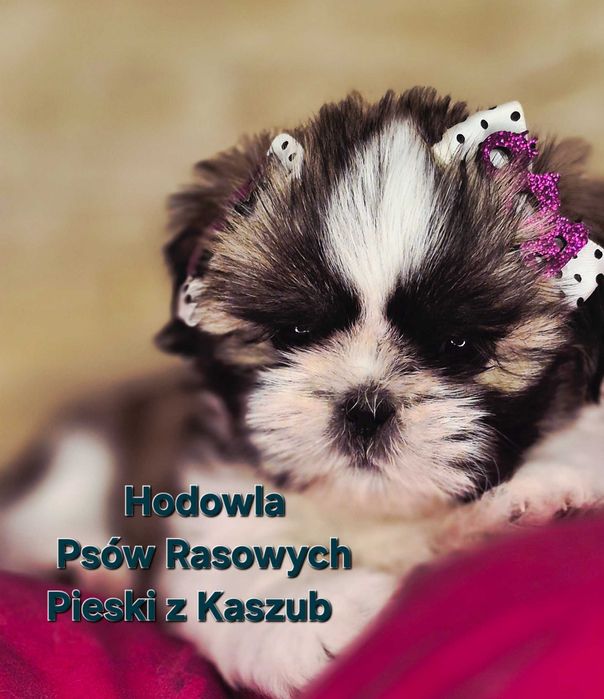 Shih-tzu Ost. dziewczynka do rezerwacji z Hodowli Pieski z Kaszub