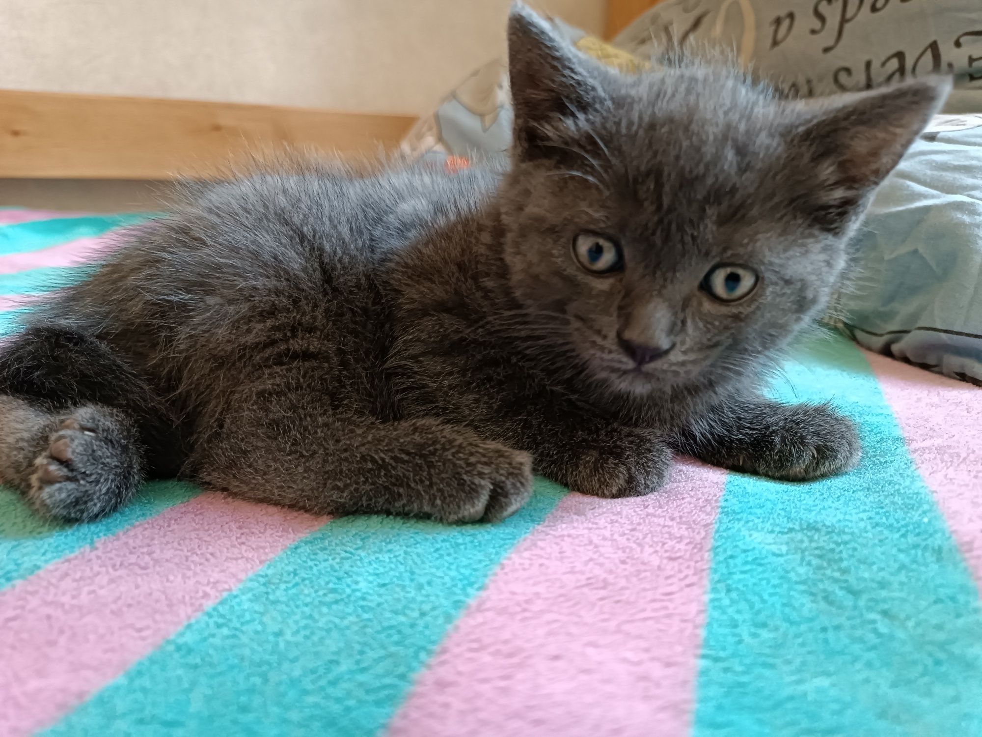 Кошения 1.5 місяці дічинка