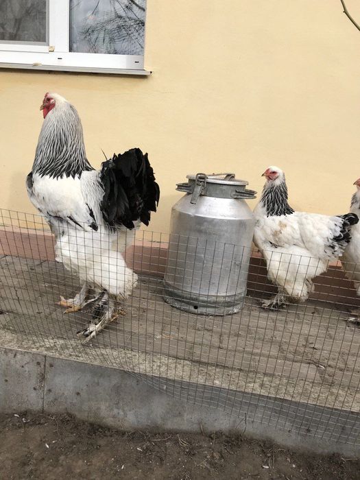 Брама колумбійська.