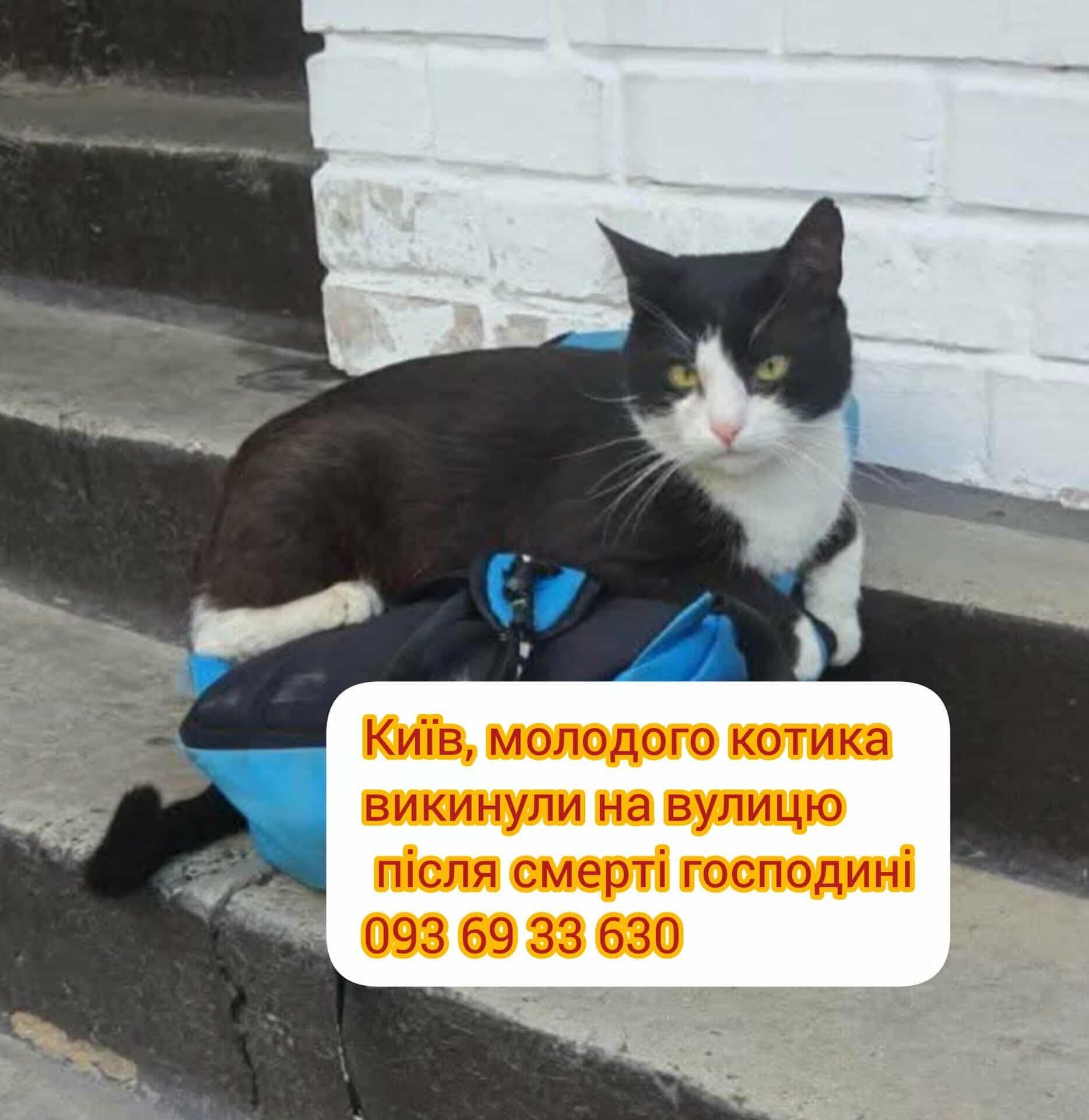 Котик в пошуках нової сім'ї