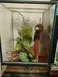 Terrarium dla gekona orzęsionego