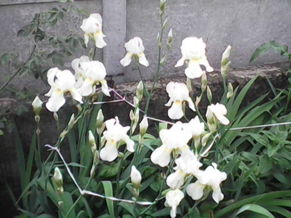 Саженцы Денежного дерева Пиона Ириса Вишни чернокорки-натуральная