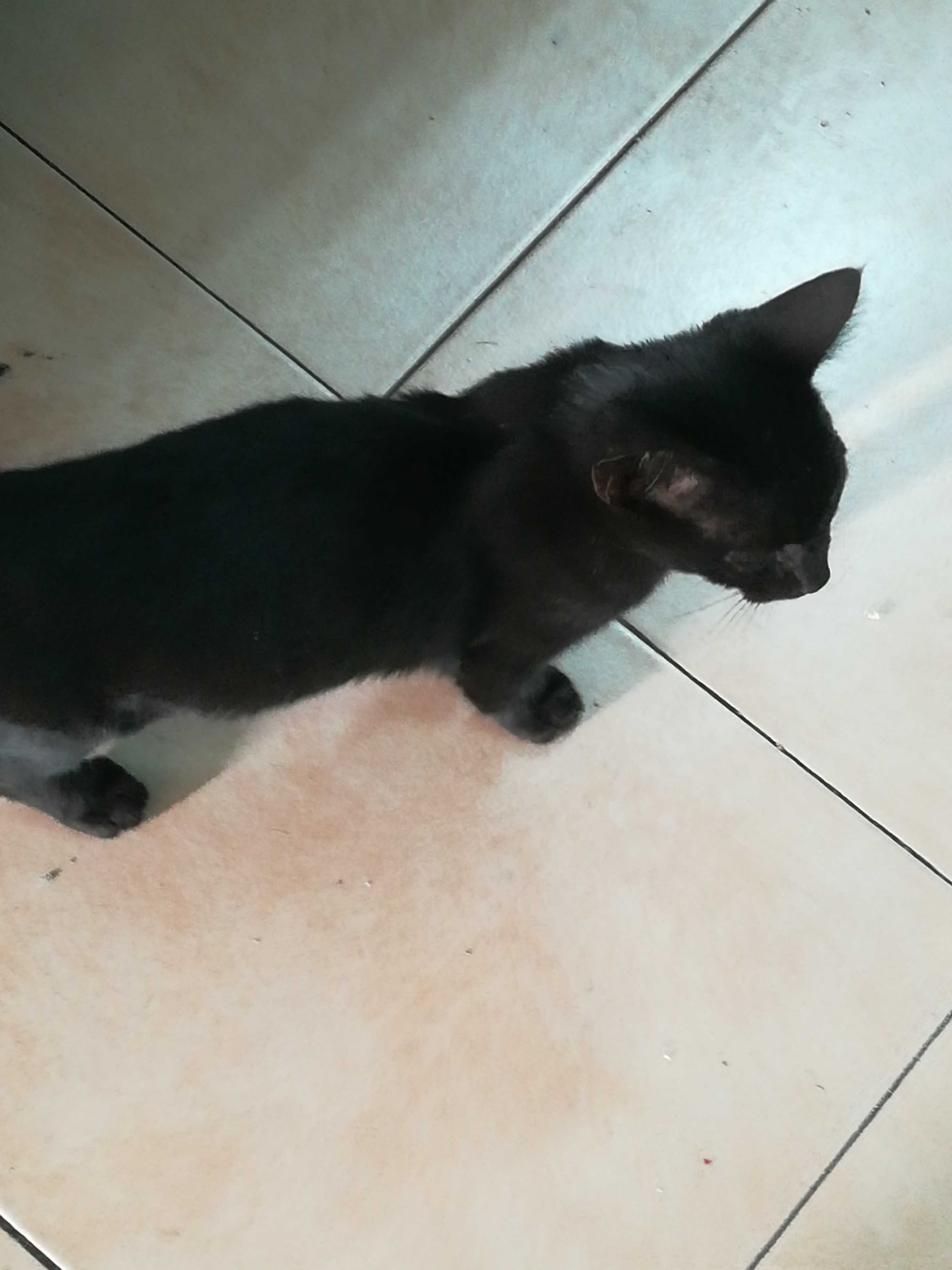 Gatinhos 3 meses - Adopção