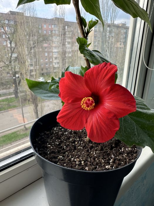 Гібіскус - китайська роза.