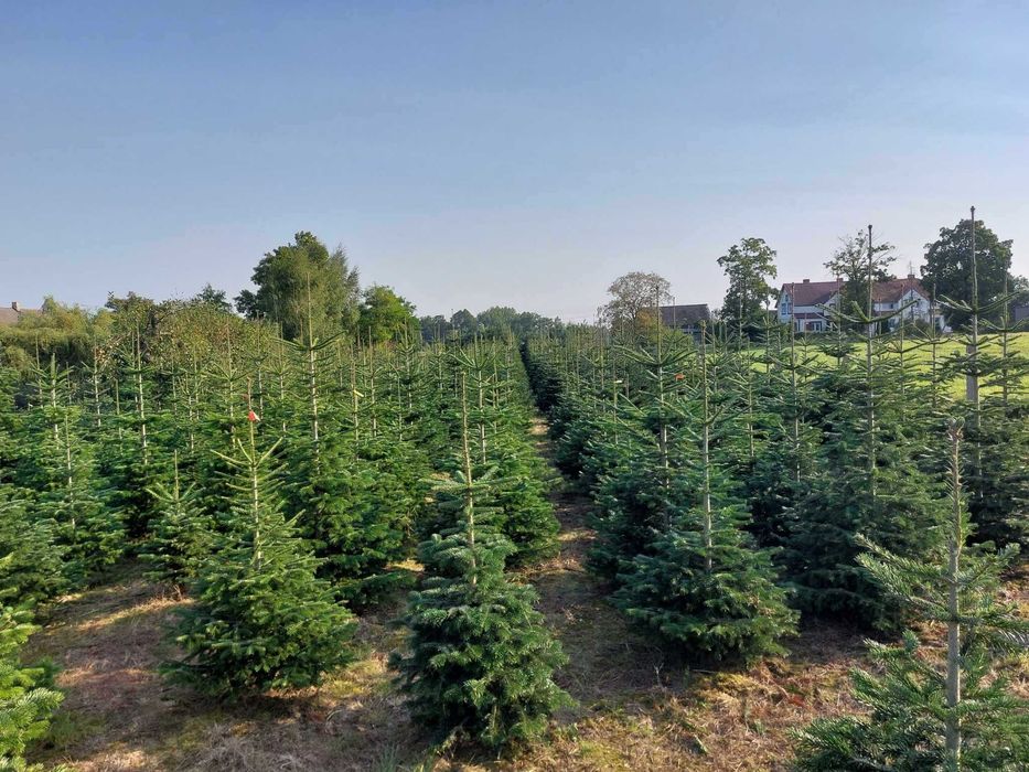 Choinki jodła kaukaska, świerk pospolity,srebrny Suliszewo - Choszczno