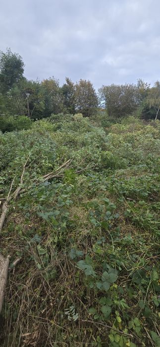 Wycinka drzew krzewów itp.