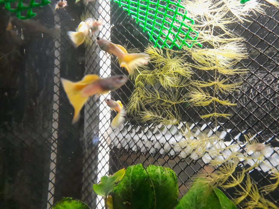 Gupik Yellow Metal Pingu. Czysta Linia