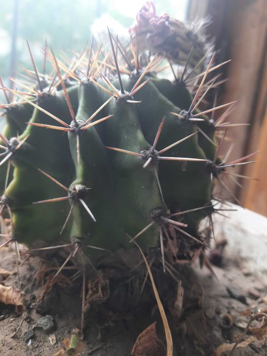 кактус эхинопсис