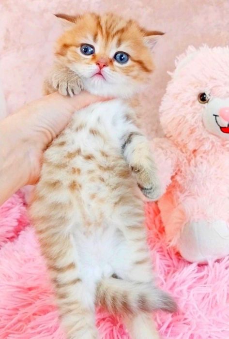 Золота шоколадна шиншила таббі дівчинка