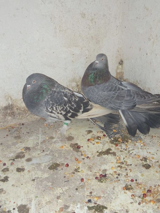 Gołębie ozdobne Mikołajewskie