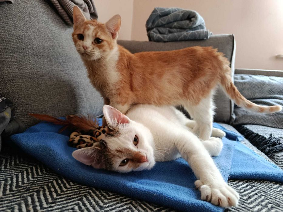 Kania i Rydz - kotki z lasu