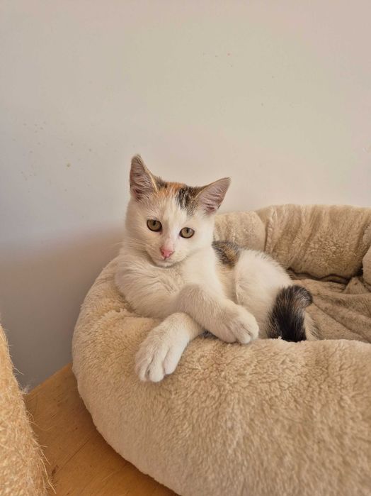 4 miesięczna trikolorka do adopcji