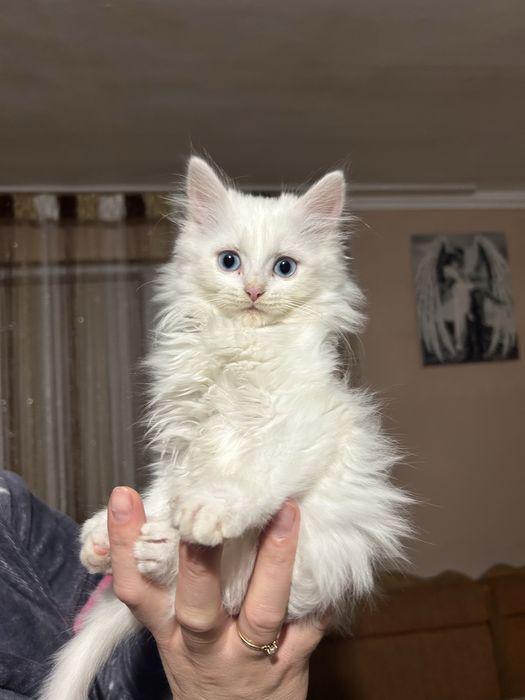 Відамо котиків в добрі руки