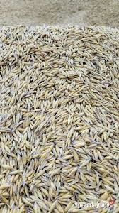 Owies Bingo 25 ton i Pszenżyto