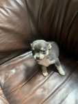 Chihuahua piesek niebieski podpalany