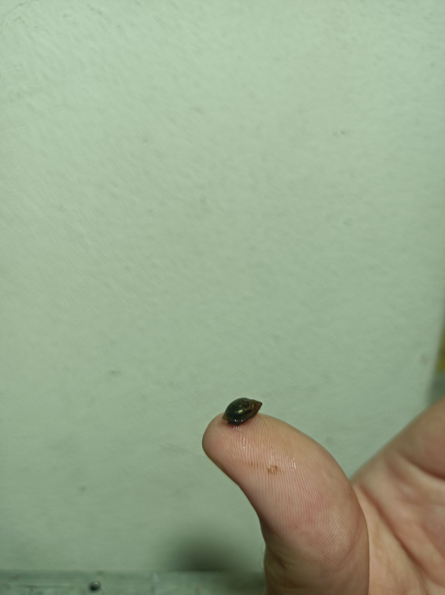 Caracol de aquário - Pseudosuccinea columella