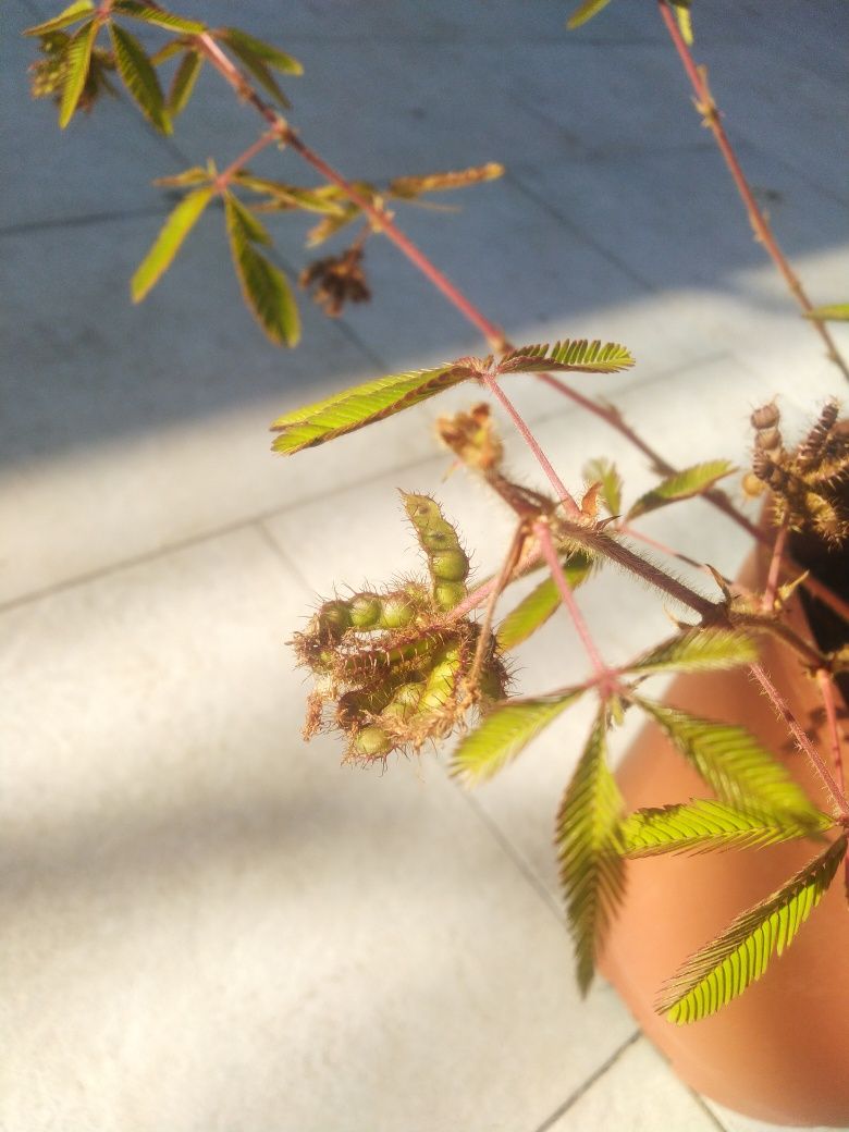 Sementes de sensitiva (Mimosa pudica)